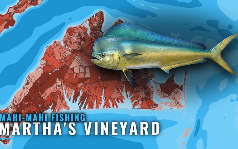 Mahi-mahi Fishing out of Martha’s Vineyard: When and Where