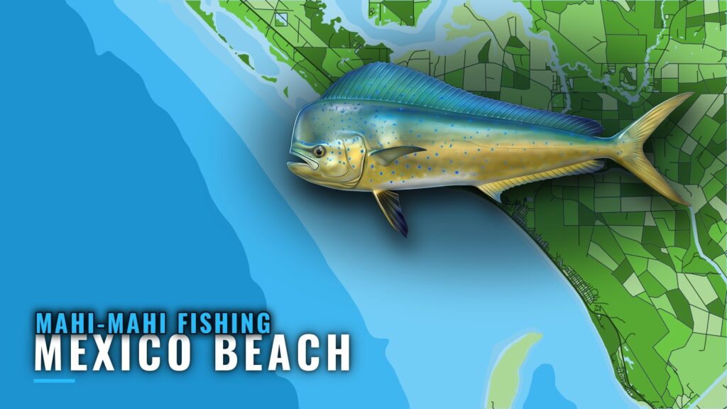 Mahi-mahi Fishing Out of Mexico Beach: Runs and Charters