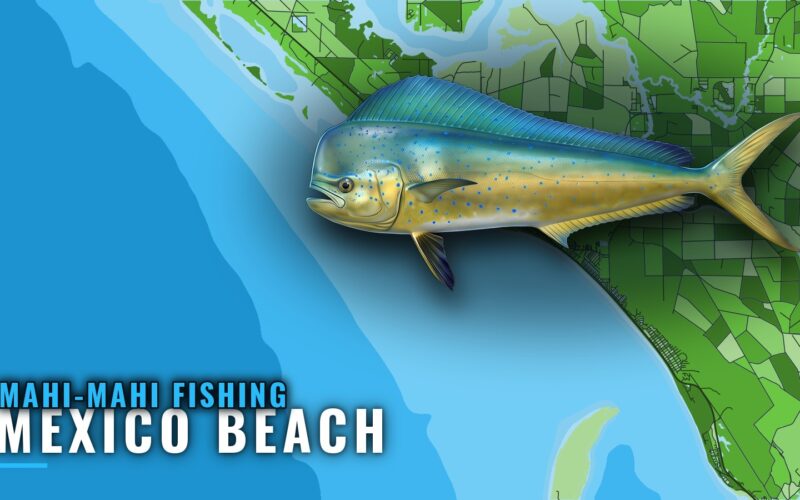 Mahi-mahi Fishing Out of Mexico Beach: Runs and Charters