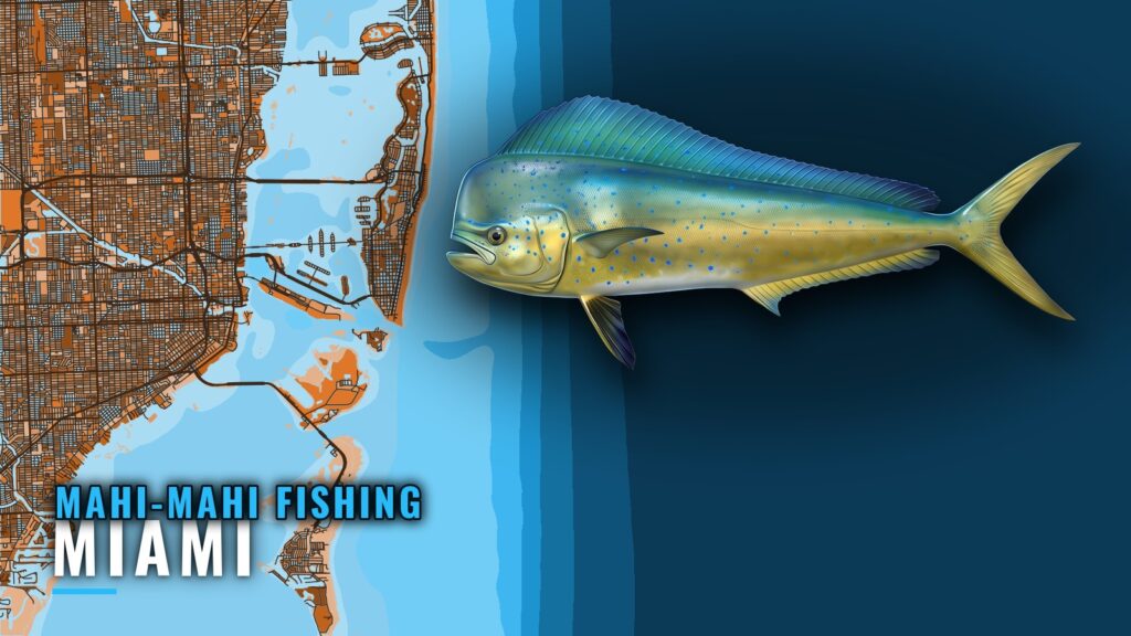 Mahi-Mahi Fishing Out of Miami: Grounds, Season, Charters