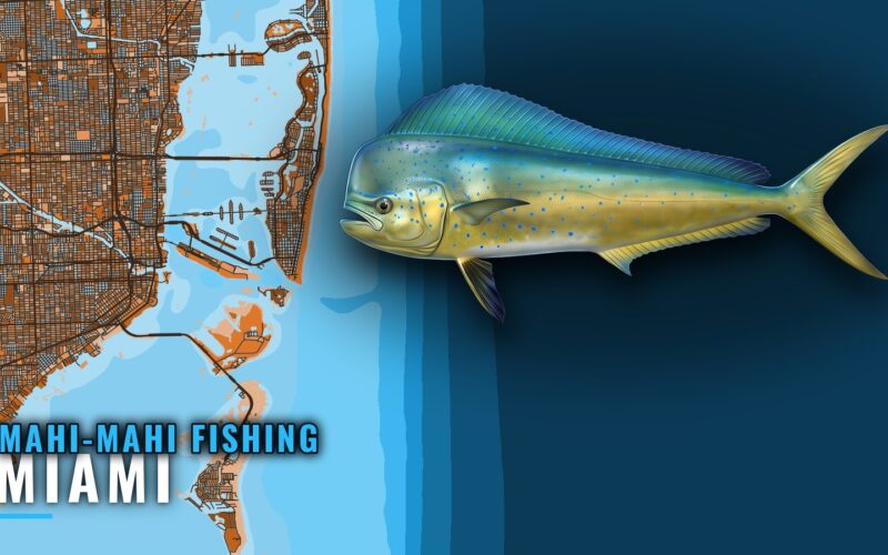 Mahi-Mahi Fishing Out of Miami: Grounds, Season, Charters