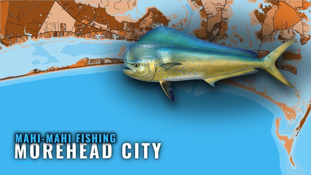 Mahi-Mahi Fishing Out of Morehead City: Season and Grounds