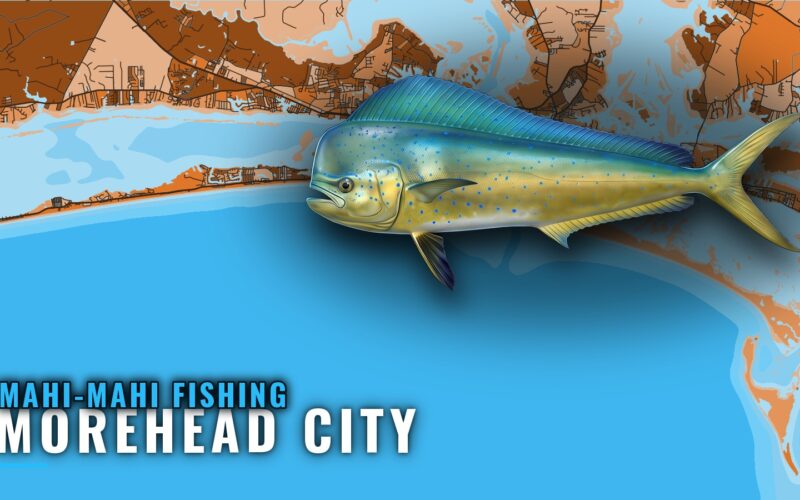 Mahi-Mahi Fishing Out of Morehead City: Season and Grounds