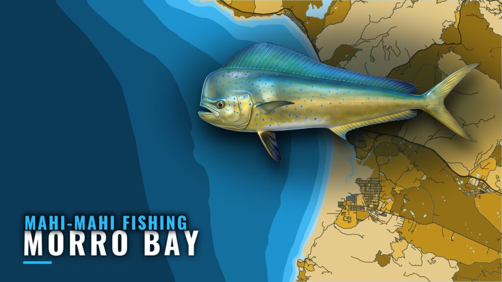 Mahi-mahi fishing out of Morro Bay: odds, grounds, method