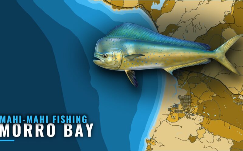 Mahi-mahi fishing out of Morro Bay: odds, grounds, method