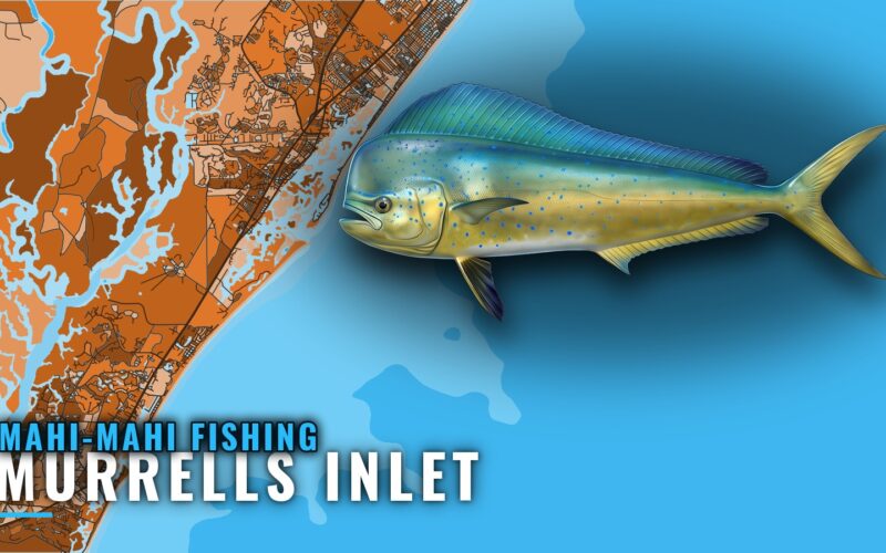 Mahi-Mahi Fishing Out of Murrells Inlet: Runs and Grounds