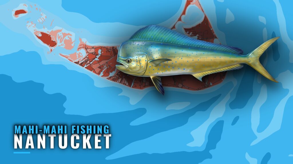 Mahi-mahi Fishing Out of Nantucket: Season, Run, Grounds