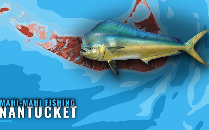 Mahi-mahi Fishing Out of Nantucket: Season, Run, Grounds