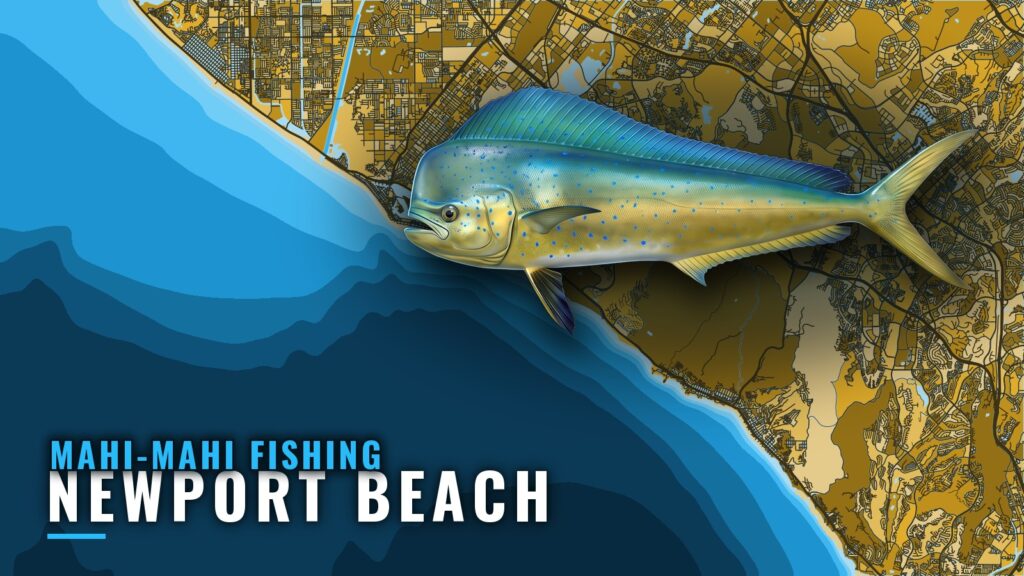 Mahi-mahi fishing out of Newport Beach: where to look