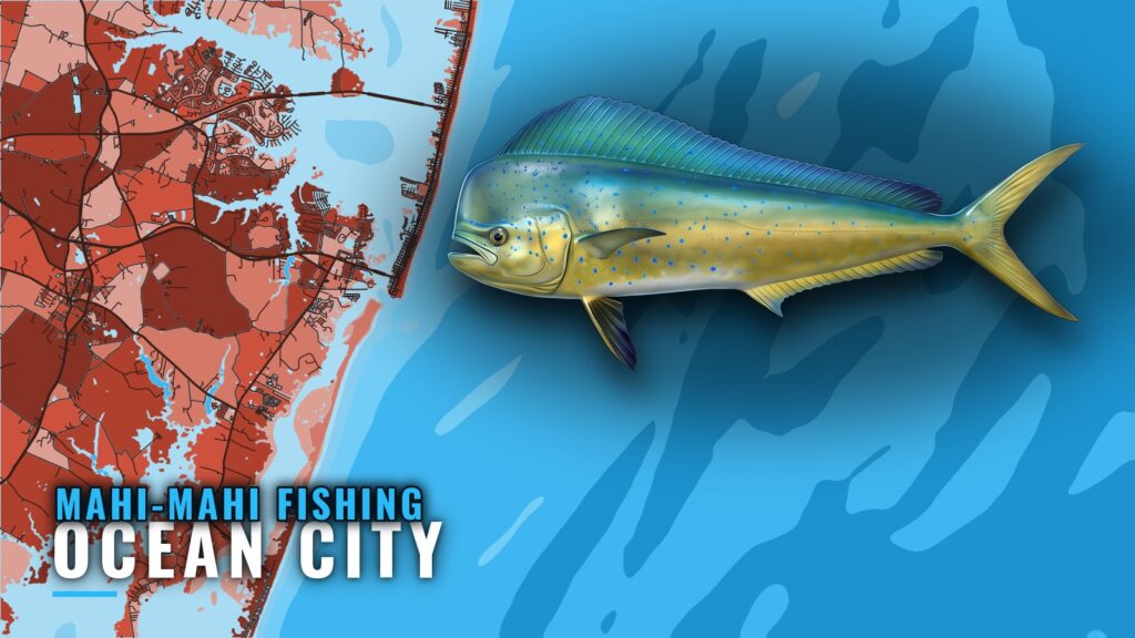 Mahi-mahi fishing out of Ocean City: Runs, Season, Boats