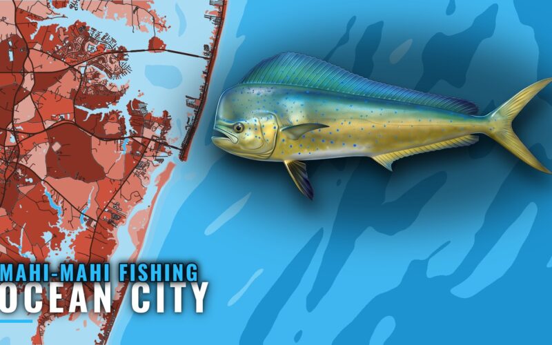 Mahi-mahi fishing out of Ocean City: Runs, Season, Boats