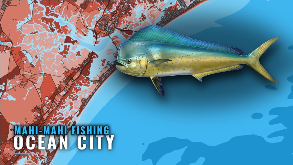Mahi-mahi fishing out of Ocean City, NJ: runs and grounds