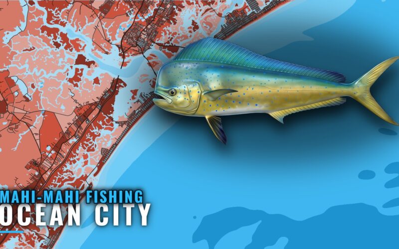 Mahi-mahi fishing out of Ocean City, NJ: runs and grounds