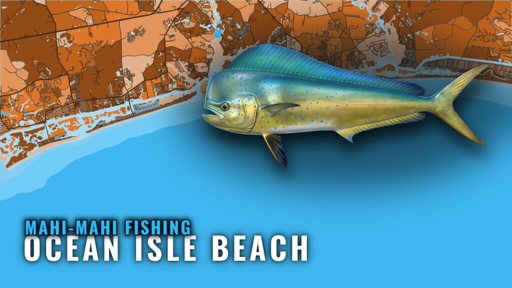 Mahi-mahi Fishing Out of Ocean Isle Beach: Run and Methods