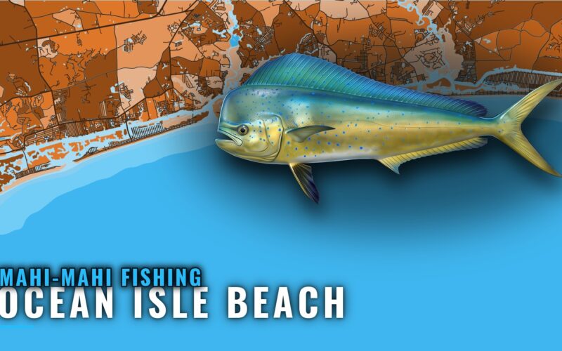Mahi-mahi Fishing Out of Ocean Isle Beach: Run and Methods