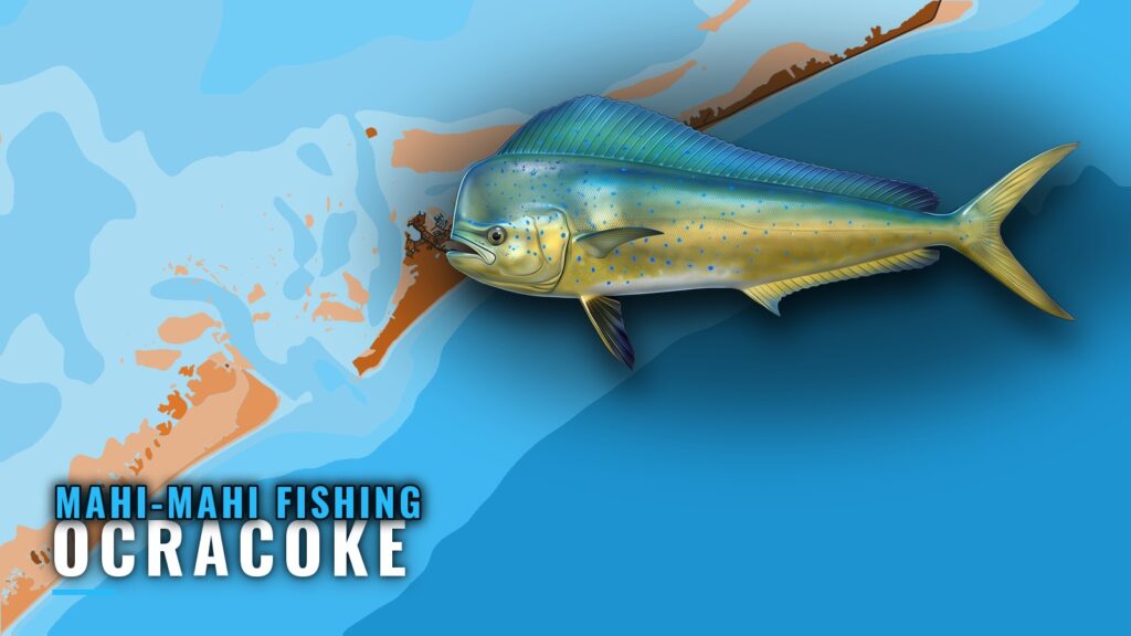 Mahi-mahi fishing out of Ocracoke: grounds, season, boats