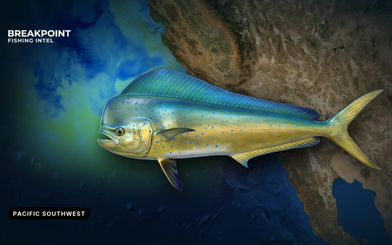Mahi-Mahi Fishing in the Pacific Southwest: A Field Guide