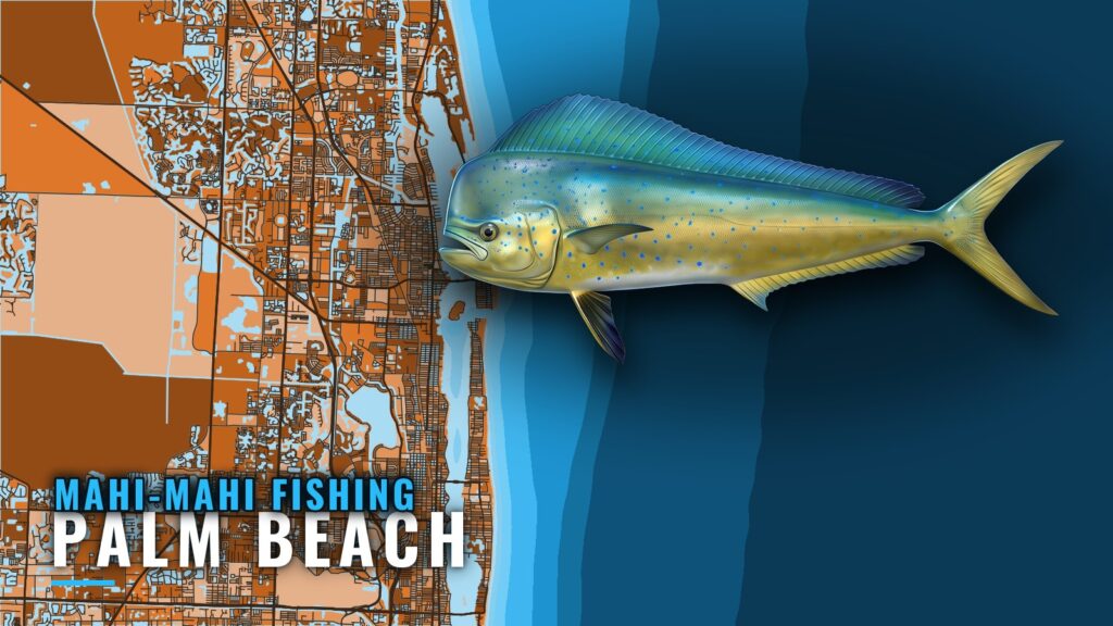 Mahi-mahi Fishing out of Palm Beach: Season, Grounds, Boats