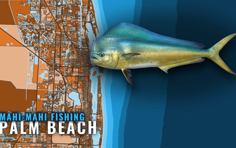 Mahi-mahi Fishing out of Palm Beach: Season, Grounds, Boats