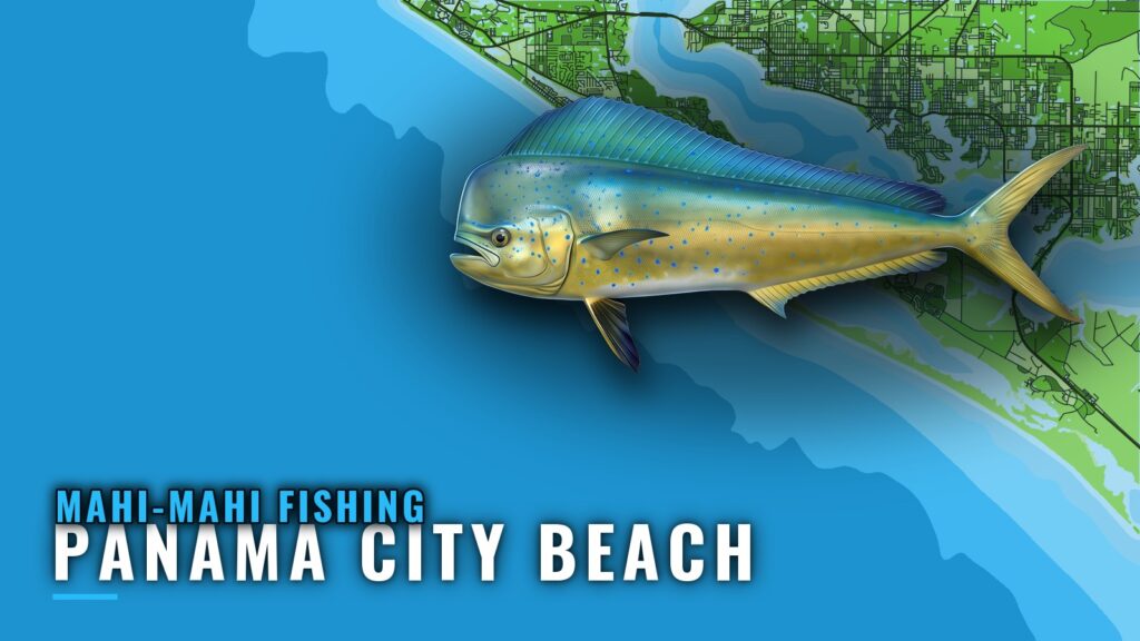 Mahi-Mahi Fishing out of Panama City Beach, Florida