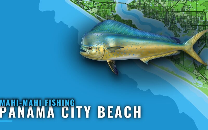 Mahi-Mahi Fishing out of Panama City Beach, Florida