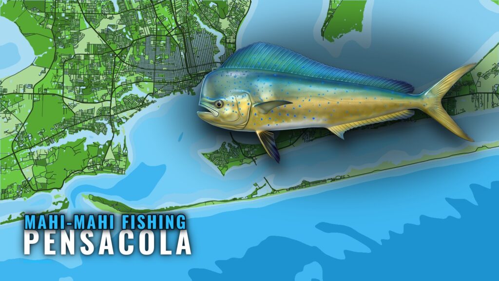 Mahi-mahi fishing out of Pensacola: runs, reefs, charters