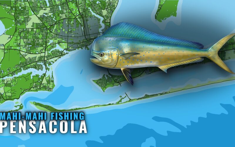 Mahi-mahi fishing out of Pensacola: runs, reefs, charters