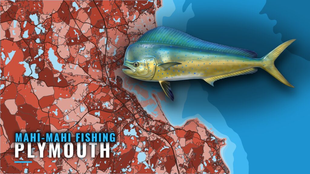 Mahi-Mahi Fishing out of Plymouth: What to Expect