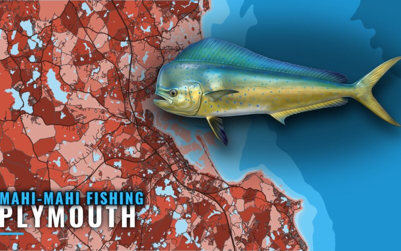 Mahi-Mahi Fishing out of Plymouth: What to Expect