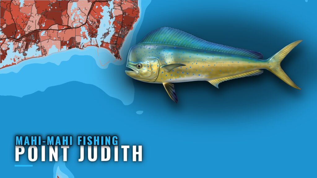 Mahi-mahi fishing out of Point Judith: where boats run
