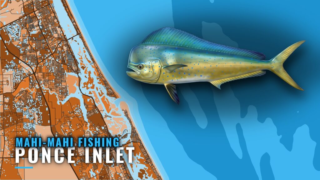 Mahi-Mahi Fishing Out of Ponce Inlet: Grounds and Runs
