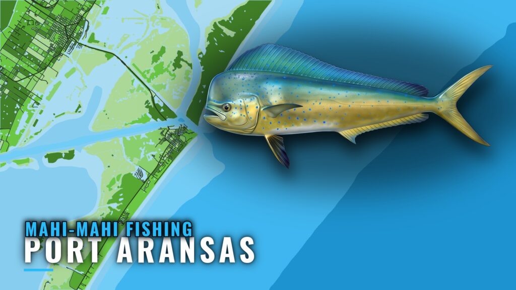Mahi-mahi fishing out of Port Aransas: Runs, Reefs, Season