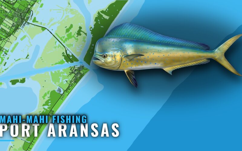 Mahi-mahi fishing out of Port Aransas: Runs, Reefs, Season