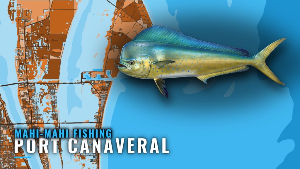 Mahi-mahi Fishing Out of Port Canaveral: Runs and Grounds