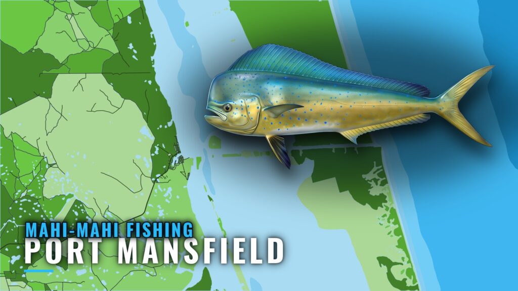 Mahi-mahi Fishing Out of Port Mansfield: Runs and Structure