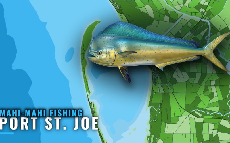 Mahi-mahi fishing out of Port St. Joe: Season and Grounds