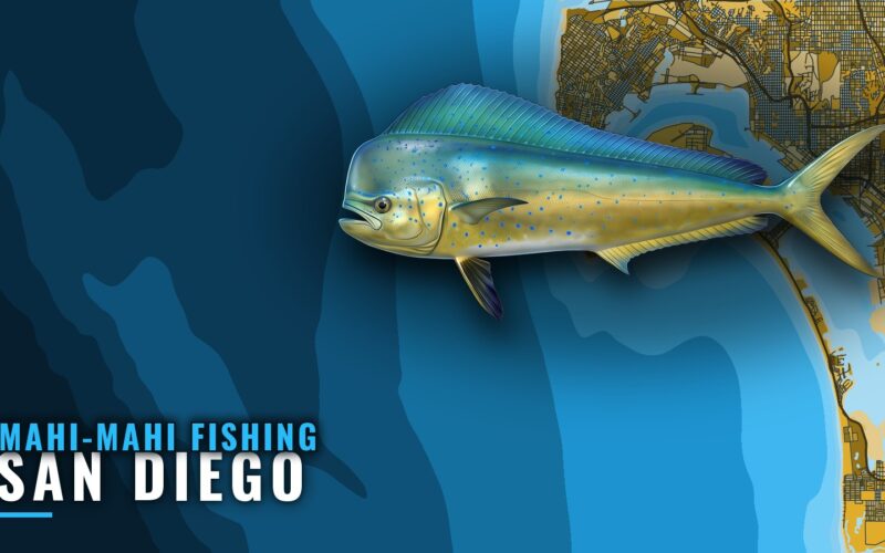 Mahi-mahi Fishing Out of San Diego: A Private Boat Guide