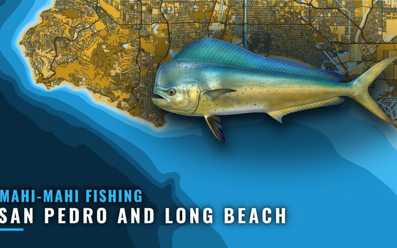 Mahi-Mahi Fishing Out of San Pedro and Long Beach