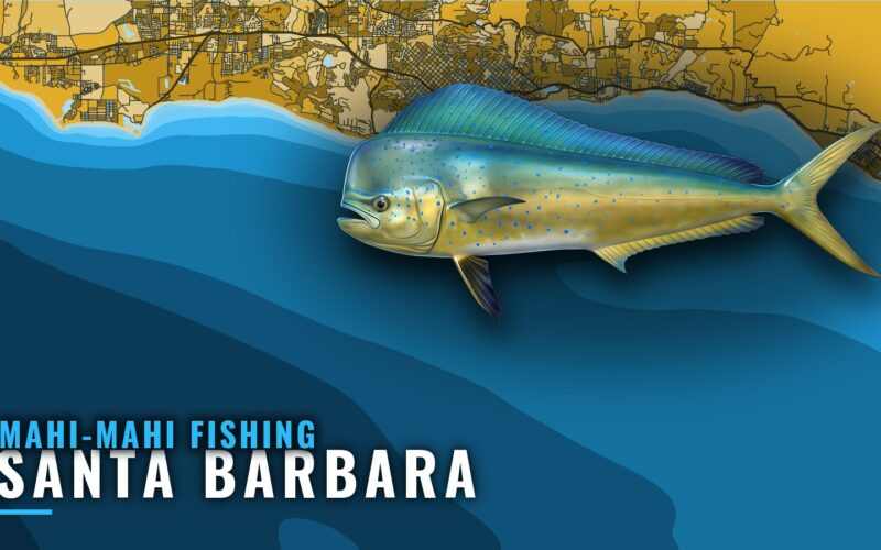 Mahi-mahi Fishing Out of Santa Barbara: Paddies and Grounds
