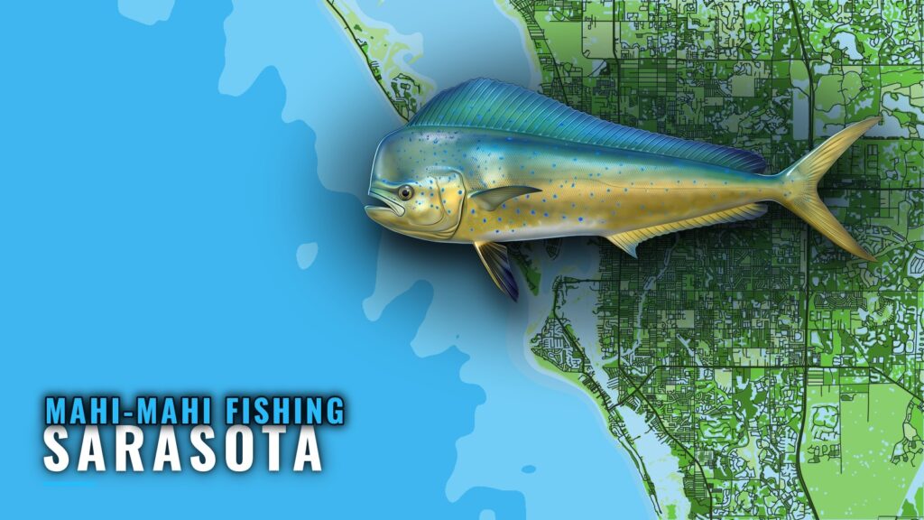 Mahi-mahi fishing out of Sarasota: Grounds, Run and Season