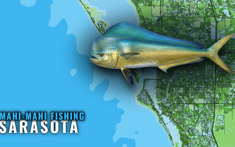 Mahi-mahi fishing out of Sarasota: Grounds, Run and Season
