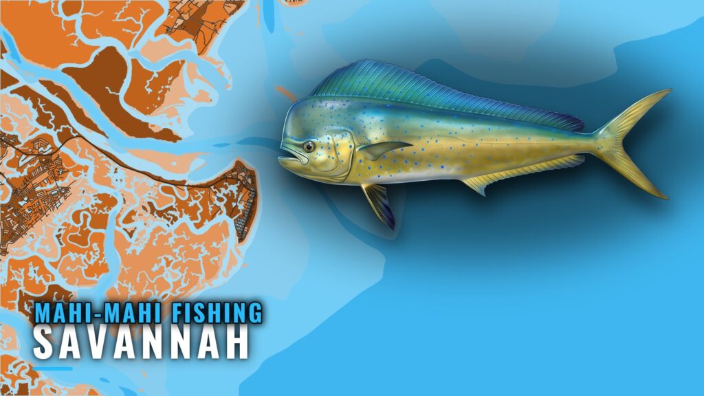 Mahi-Mahi Fishing Out of Savannah: Season, Marks and Runs