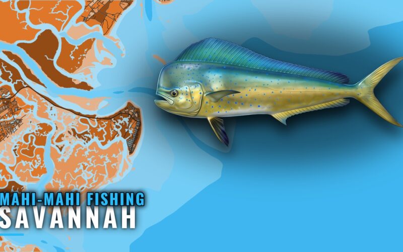 Mahi-Mahi Fishing Out of Savannah: Season, Marks and Runs