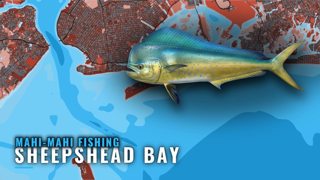 Mahi-Mahi Fishing Out of Sheepshead Bay: The Canyon Run