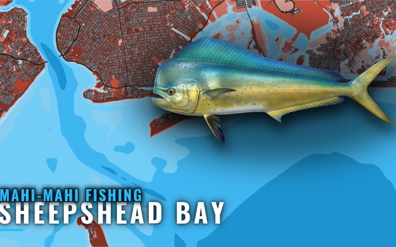 Mahi-Mahi Fishing Out of Sheepshead Bay: The Canyon Run