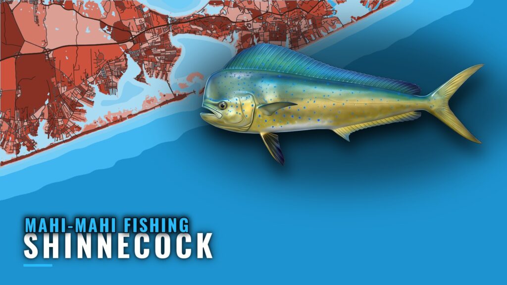Mahi-Mahi Fishing Out of Shinnecock: Season, Grounds, Boats