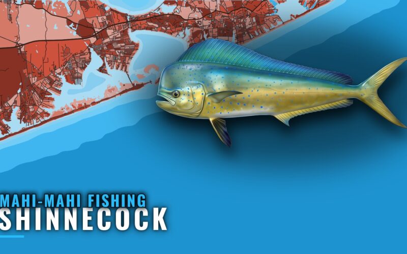 Mahi-Mahi Fishing Out of Shinnecock: Season, Grounds, Boats