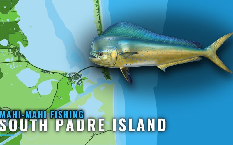 Mahi-Mahi Fishing out of South Padre Island: Where to Look