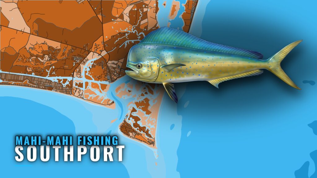 Mahi-mahi Fishing out of Southport: Runs, Rules, Charters