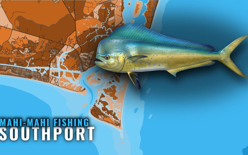 Mahi-mahi Fishing out of Southport: Runs, Rules, Charters